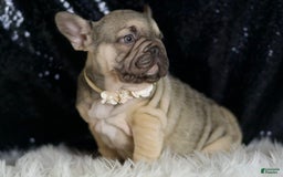 French Bulldog dogs for sale: Almond - Image 4