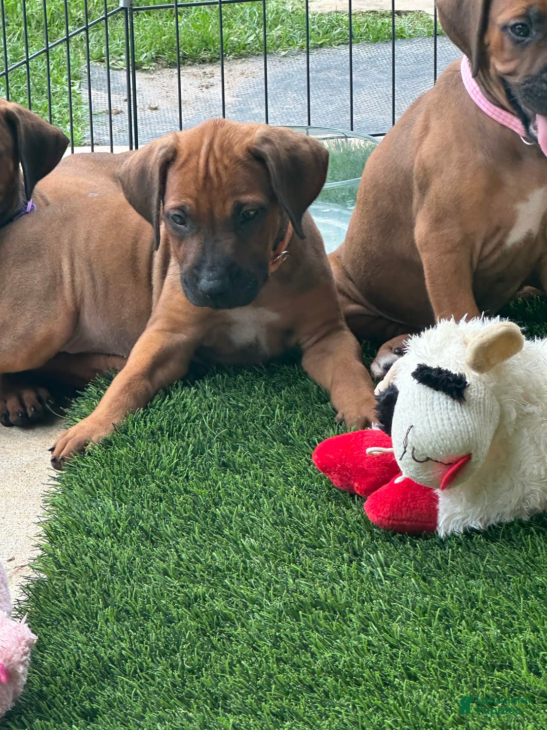 Rhodesian Ridgeback dogs for sale: Peach - Image 6