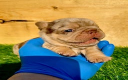 French Bulldog dogs for sale: Scarlet - Image 3