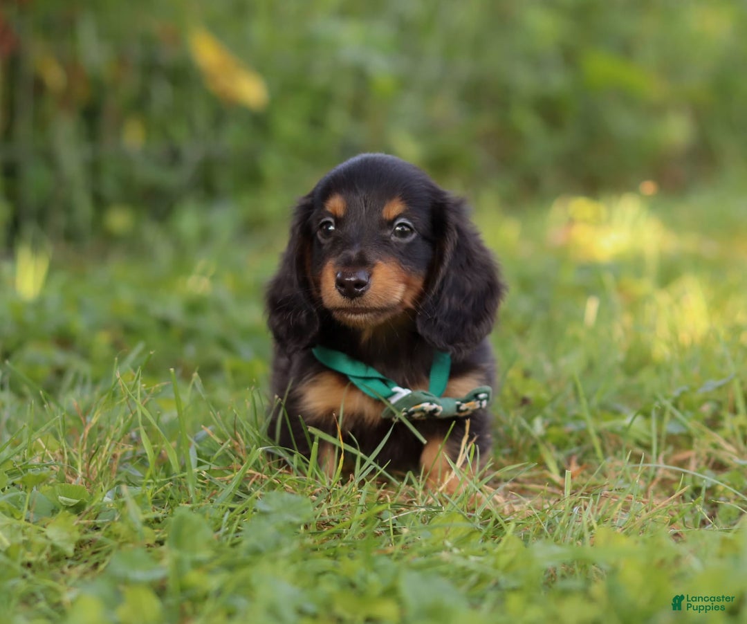 Miniature Dachshund dogs for sale: Scott - Image 3