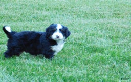 Mini Bernedoodle dogs for sale: Konnor - Image 4
