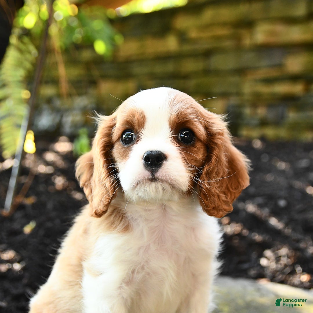 Cavalier King Charles Spaniel dogs for sale: Ryder - Image 1