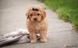 Miniature Poodle dogs for sale: Addison - Image 13