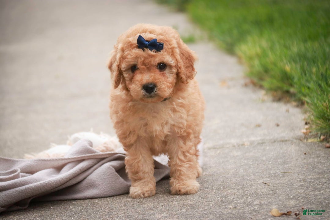 Miniature Poodle dogs for sale: Addison - Image 13