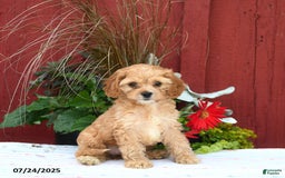 Cockapoo dogs for sale: Cockapoo 3 puppies - Image 4