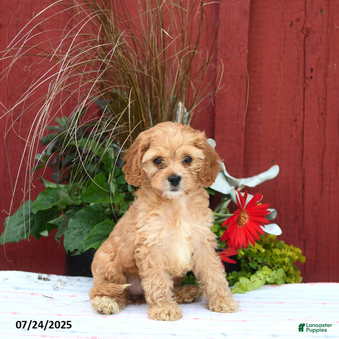Cockapoo dogs for sale: Cockapoo 3 puppies - Image 4
