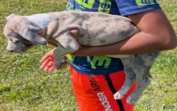 American Bully dogs for sale: Green Girl - Image 16
