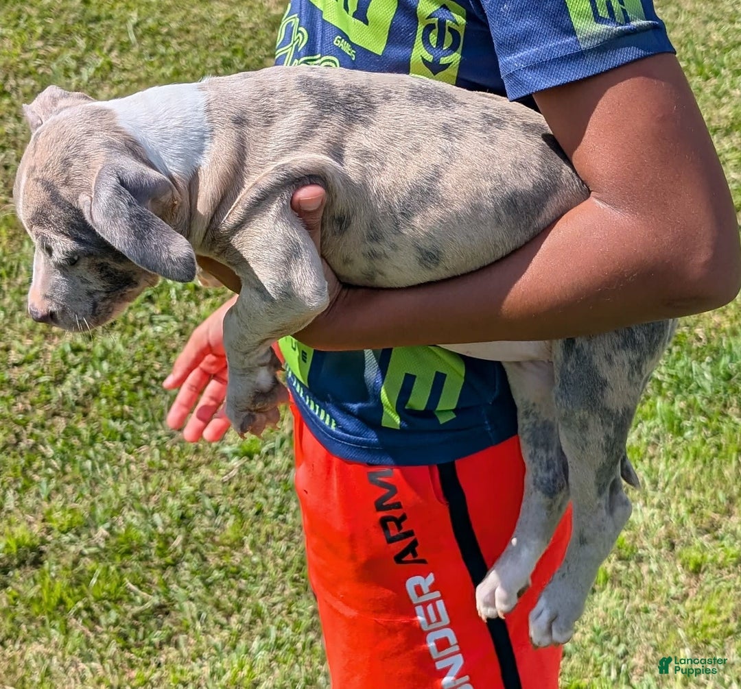 American Bully dogs for sale: Green Girl - Image 16