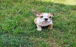 English Bulldog dogs for sale: Reba - Image 13