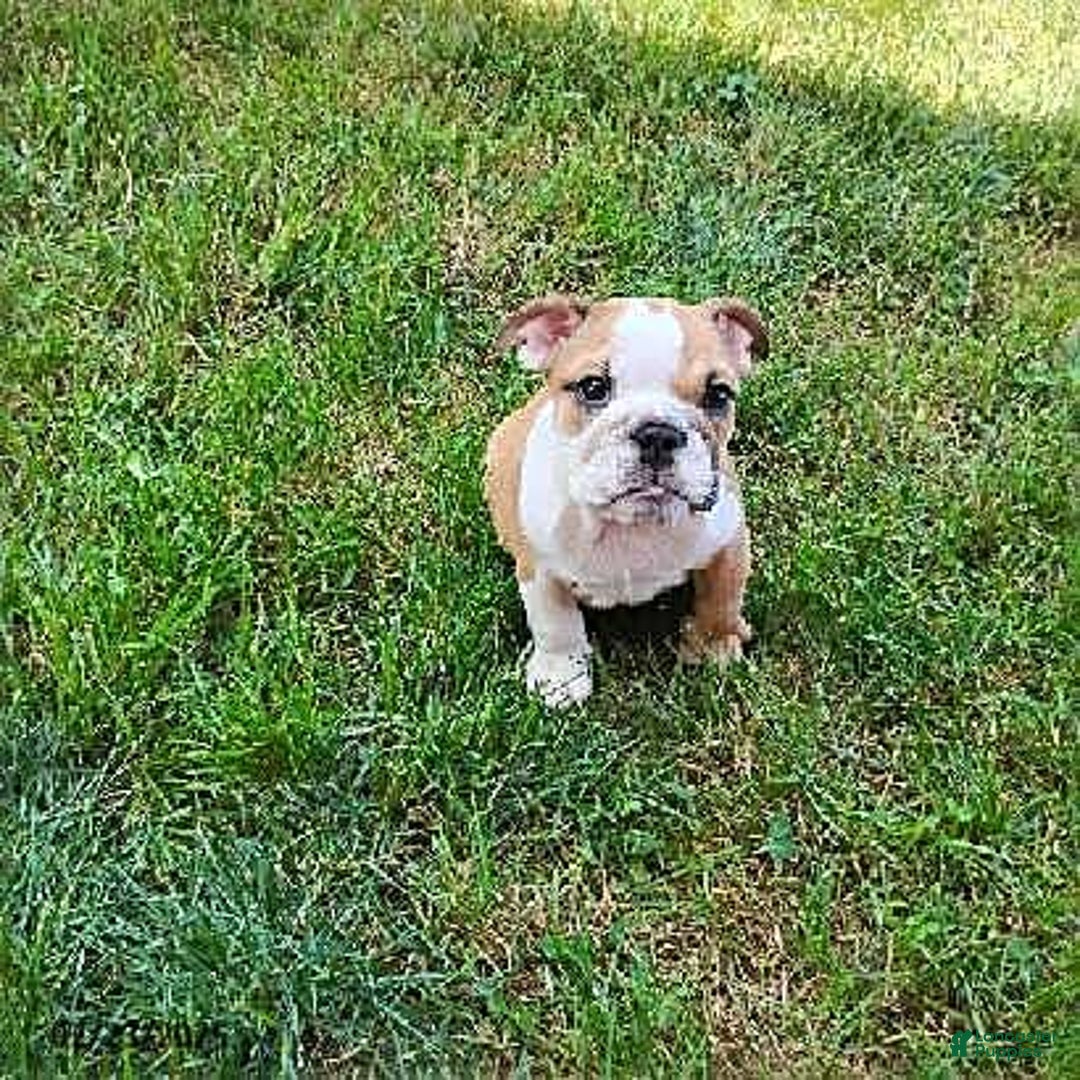English Bulldog dogs for sale: Reba - Image 13