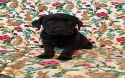 Labrador Retriever dogs for sale: Mason - Image 1