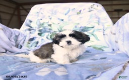 Shih Tzu dogs for sale: Krystal - Image 4