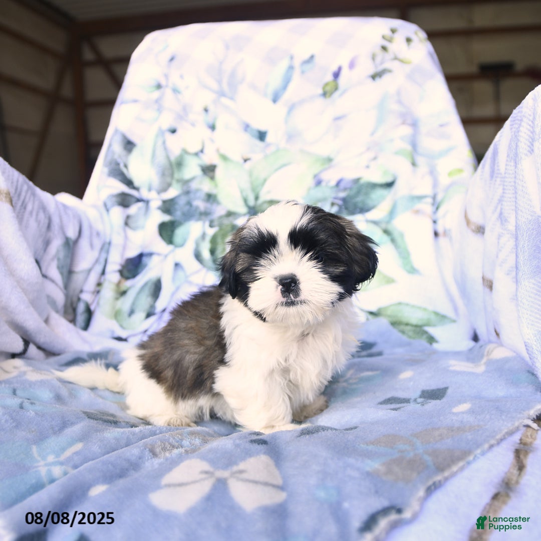 Shih Tzu dogs for sale: Krystal - Image 4