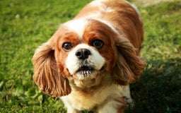 Cavalier King Charles Spaniel dogs for stud: Taffy - Image 1