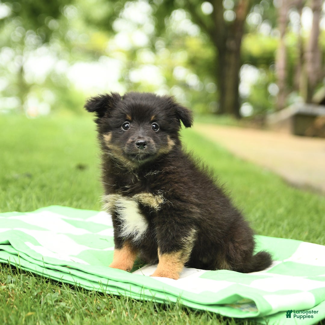 Shetland Sheepdog dogs for sale: Pluto - Image 2