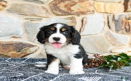 Miniature Bernese Mountain Dog dogs for sale: Cedar - Image 5