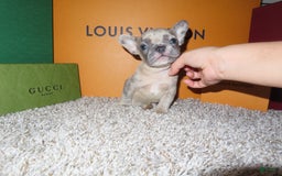 French Bulldog dogs for sale: Houdini - Image 5