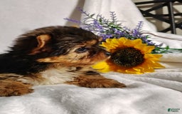 Yorkshire Terrier dogs for sale: Sheldon - Image 6