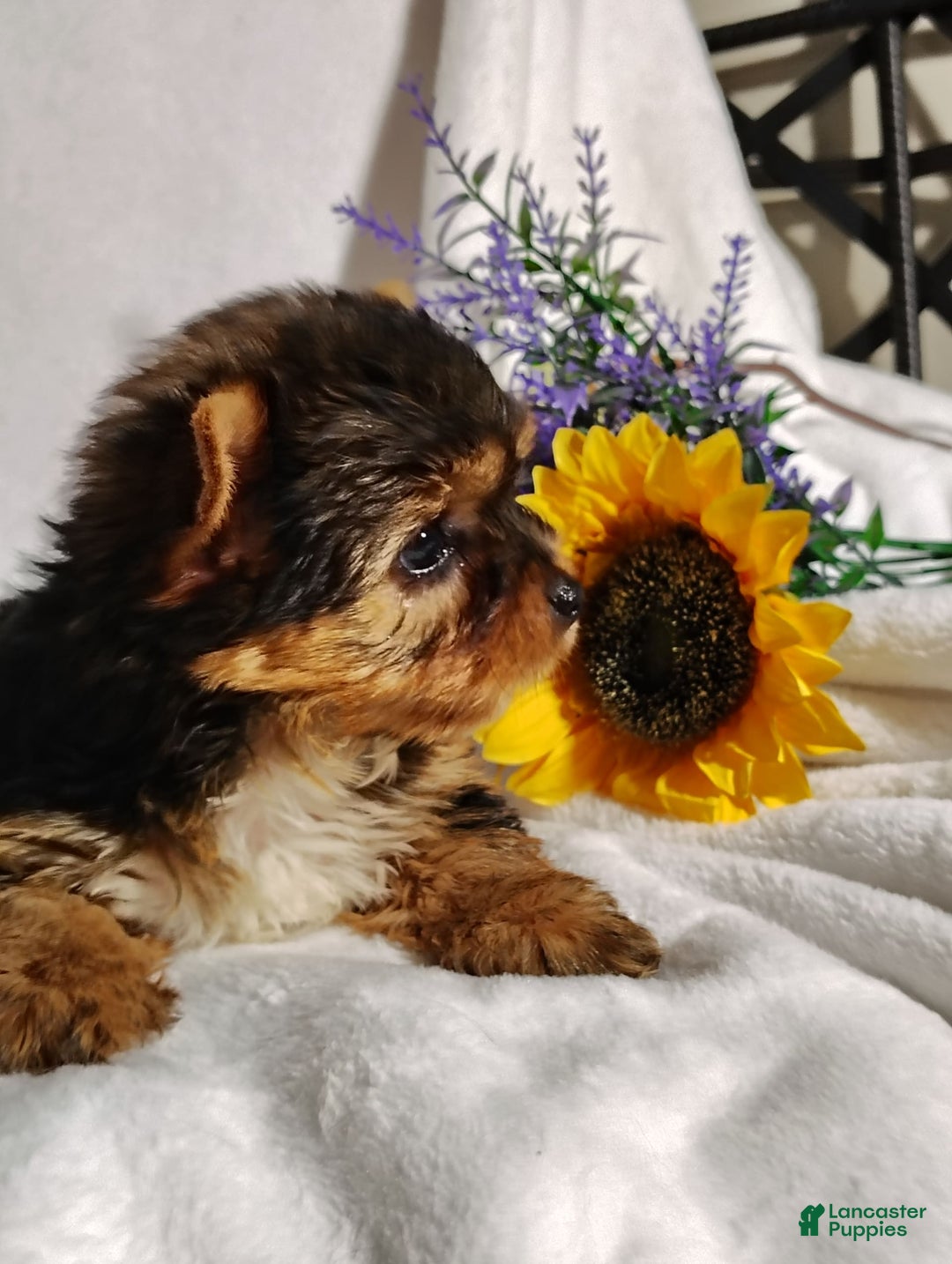 Yorkshire Terrier dogs for sale: Sheldon - Image 6