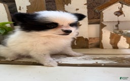 Pomeranian dogs for sale: Bear - Image 9