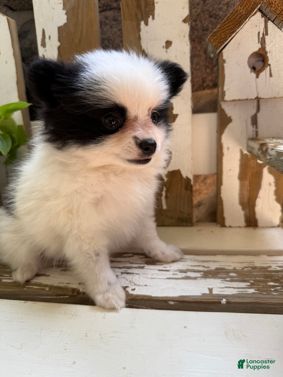 Pomeranian dogs for sale: Bear - Image 9