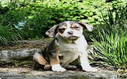 Olde English Bulldogge dogs for sale: Reba - Image 10