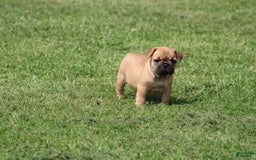 French Bulldog dogs for sale: Sheila - Image 2
