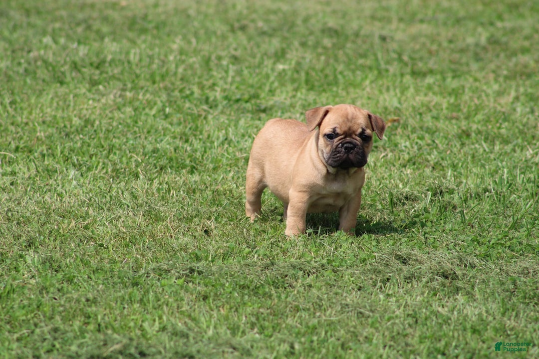 French Bulldog dogs for sale: Sheila - Image 2