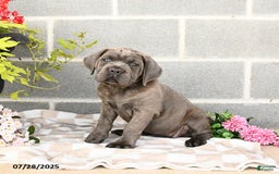 Cane Corso dogs for sale: Ivy - Image 7