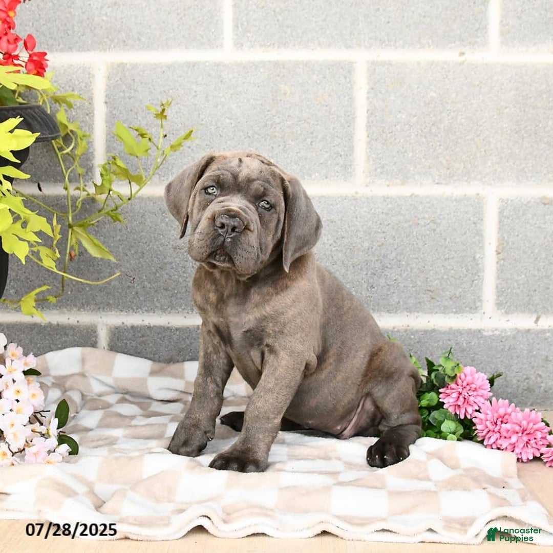 Cane Corso dogs for sale: Ivy - Image 7