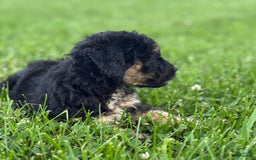 Aussiedoodle dogs for sale: Shiloh - Image 5