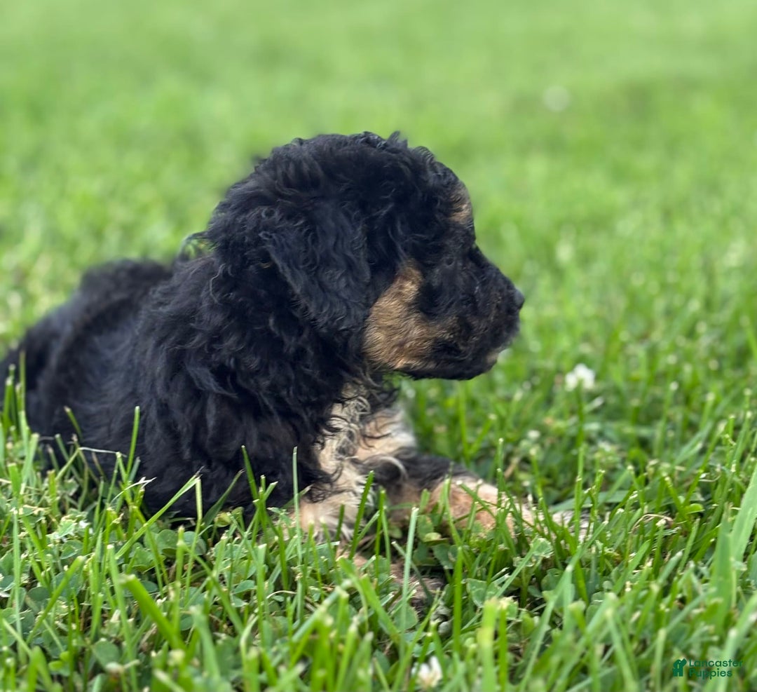 Aussiedoodle dogs for sale: Shiloh - Image 5