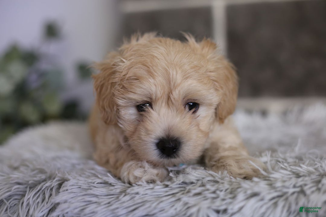 Maltipoo dogs for sale: Yogi - Image 14