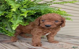 Mini Goldendoodle dogs for sale: Mini -coner - Image 50