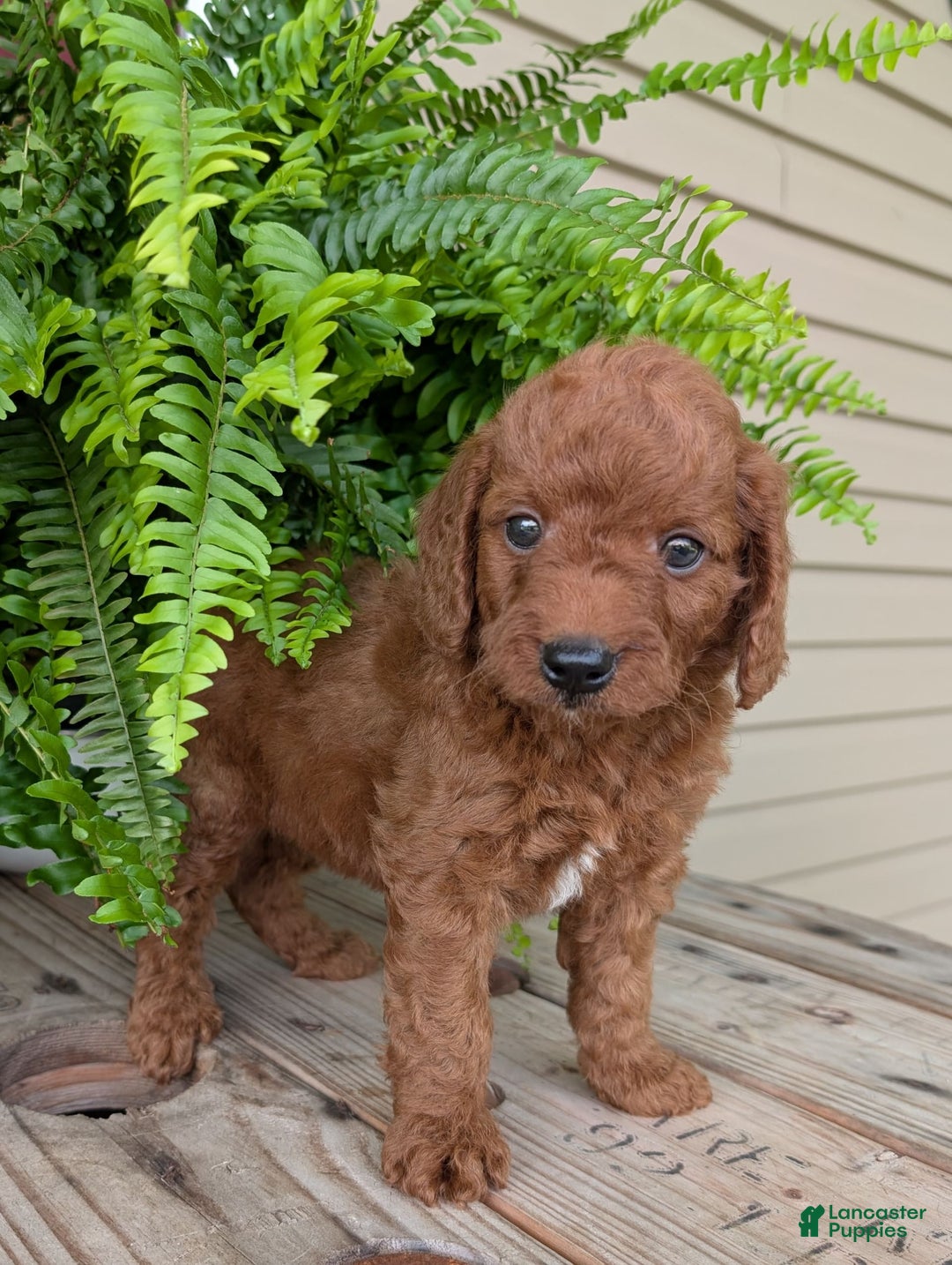 Mini Goldendoodle dogs for sale: Mini -coner - Image 50