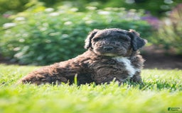 Goldendoodle dogs for sale: Shooter - Image 13