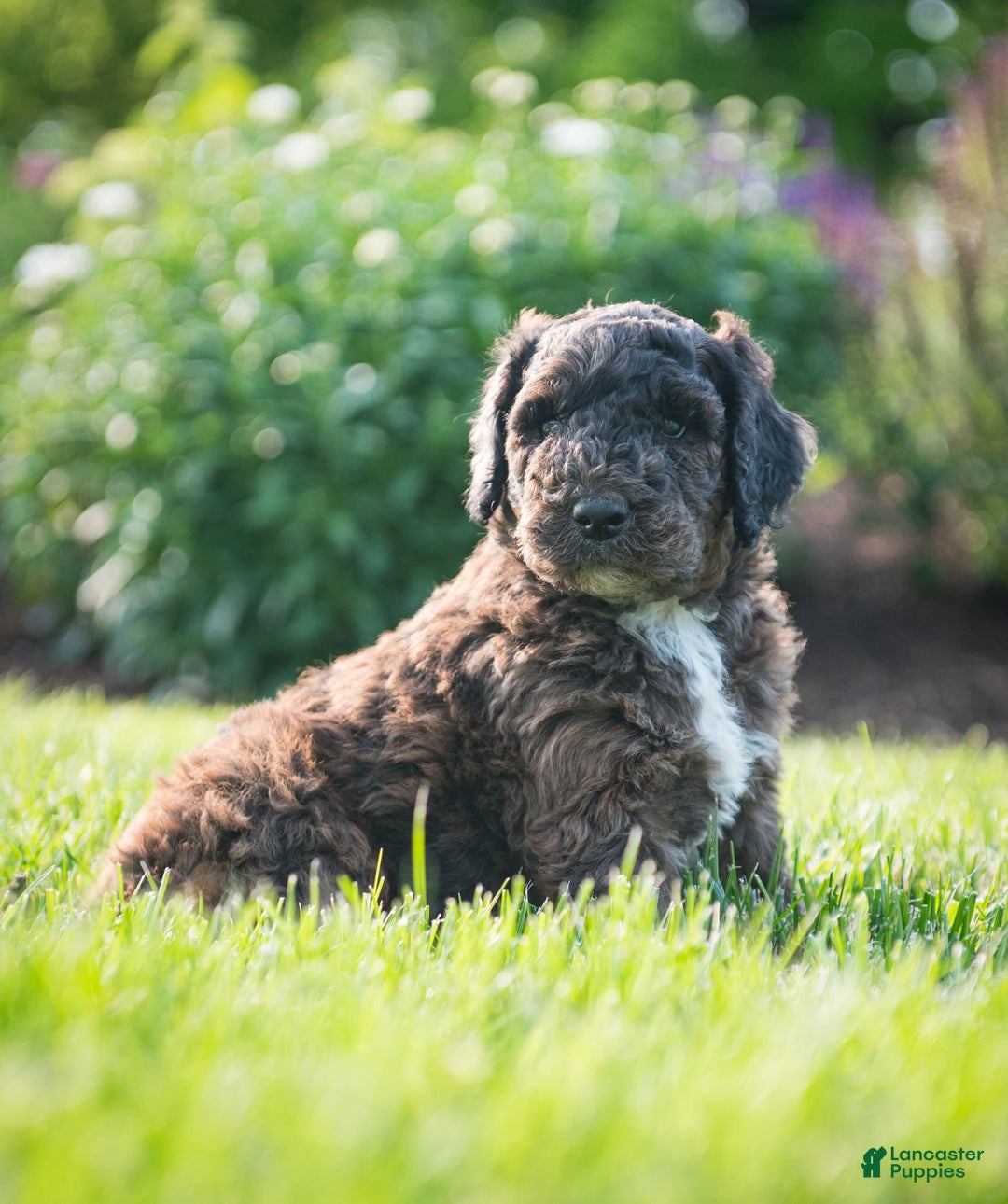 Goldendoodle dogs for sale: Shooter - Image 13