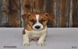 Jack Russell Terrier dogs for sale: Charlie - Image 2