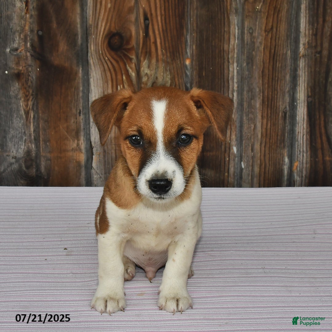 Jack Russell Terrier dogs for sale: Charlie - Image 2