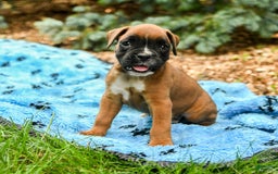 Boxer dogs for sale: Harley - Image 1