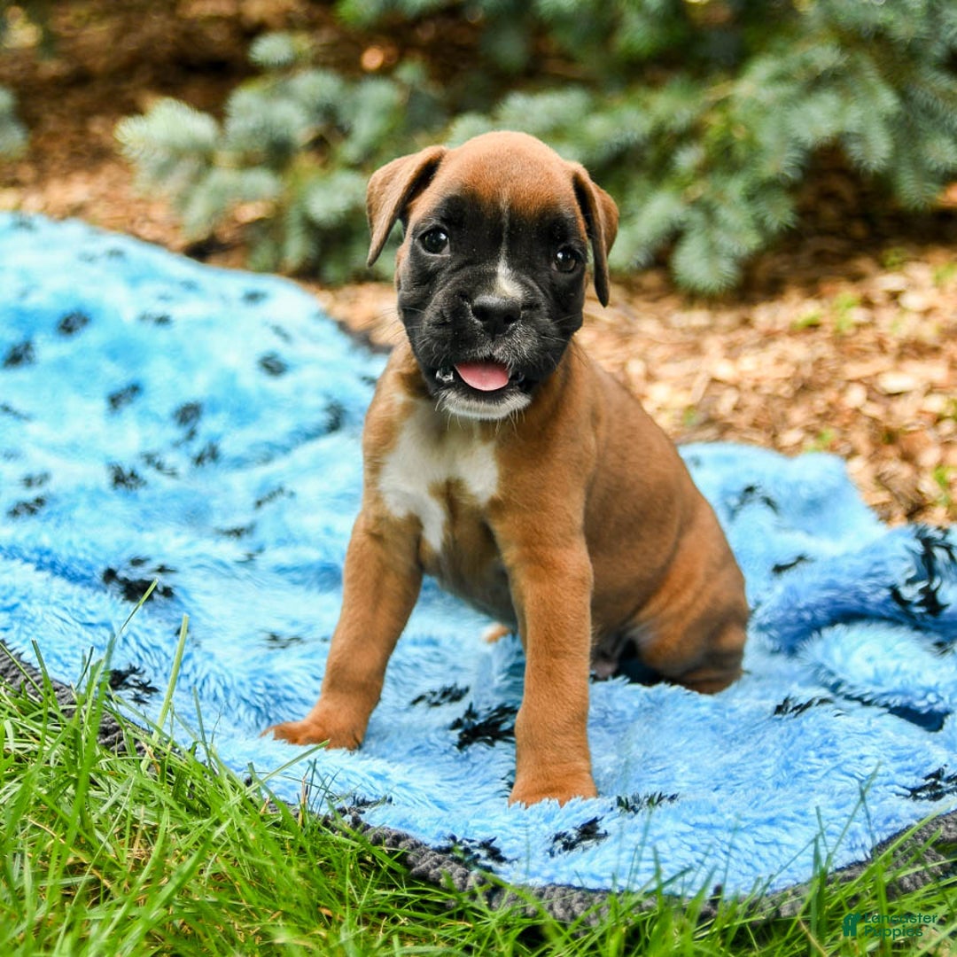 Boxer dogs for sale: Harley - Image 1