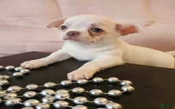 Chihuahua dogs for sale: Kontik - Image 1