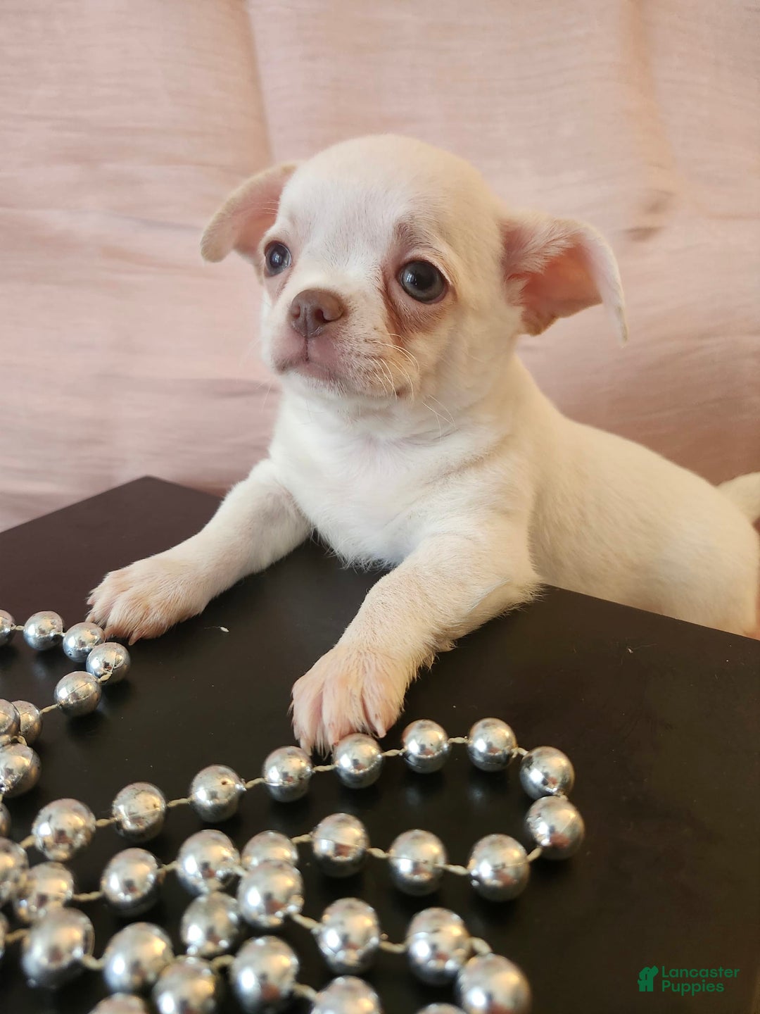 Chihuahua dogs for sale: Kontik - Image 1