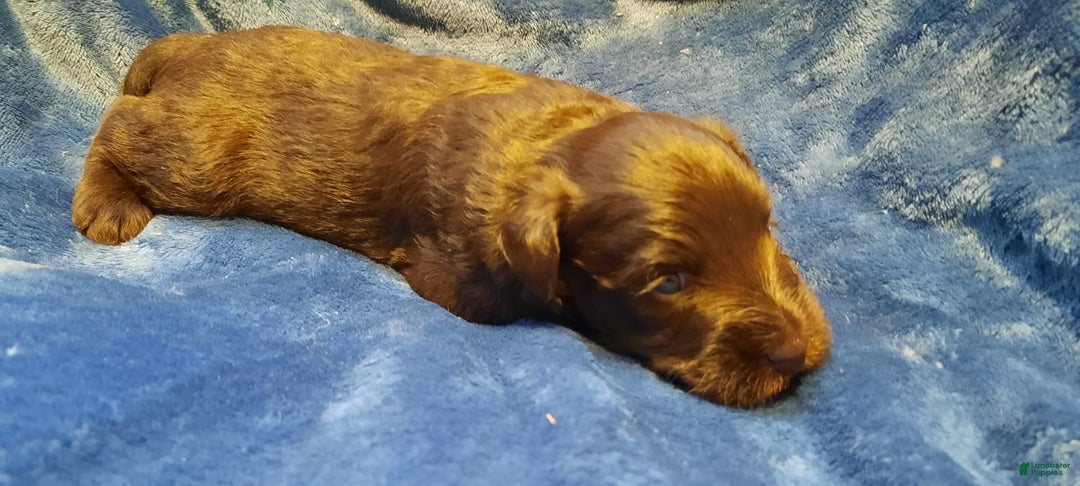 Miniature Schnauzer dogs for sale: Boy2 - Image 12