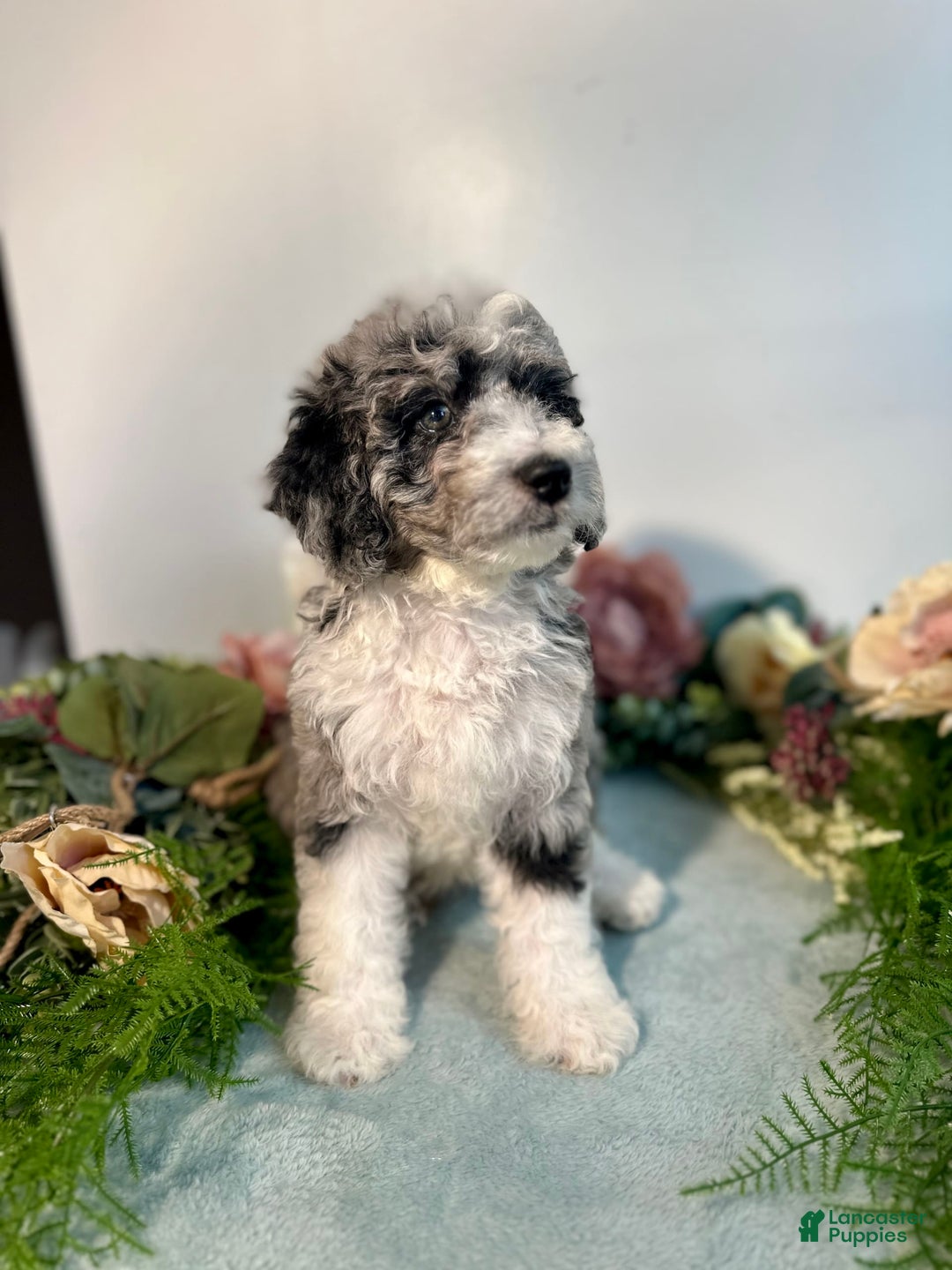 Mini Bernedoodle dogs for sale: Jewel - Image 3