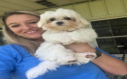 Maltese dogs for sale: Emmas Girl - Image 3