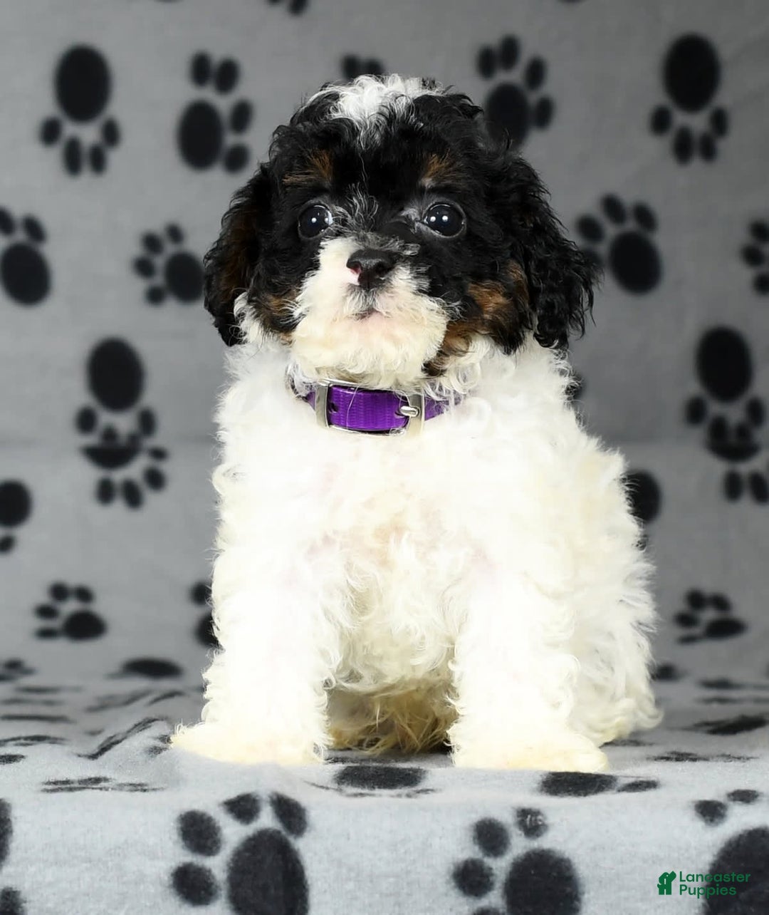 Miniature Poodle dogs for sale: Maverick - Image 5