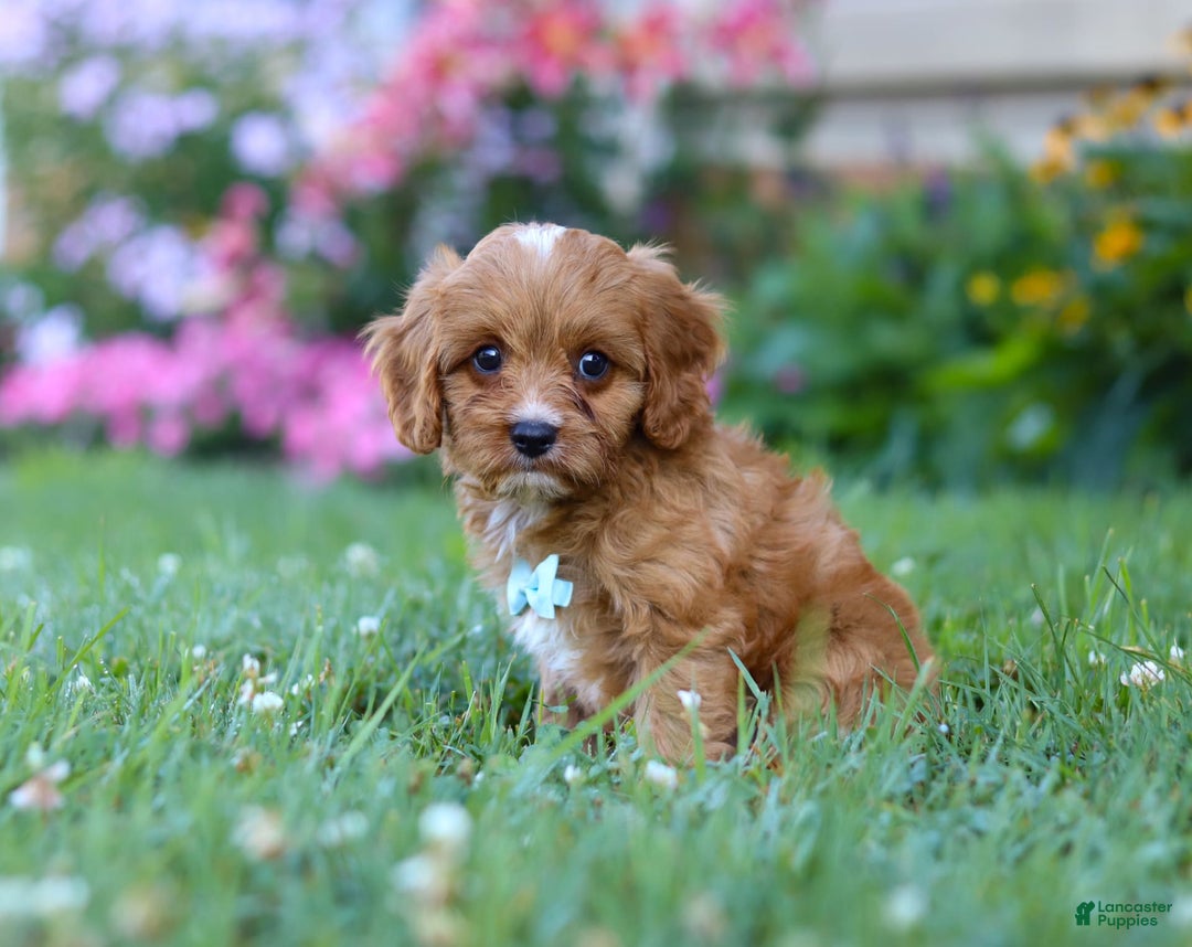 Cavapoo dogs for sale: Cavapoo 4 puppies - Image 6