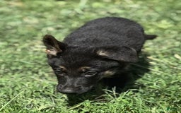 German Shepherd dogs for sale: Lola - Image 4