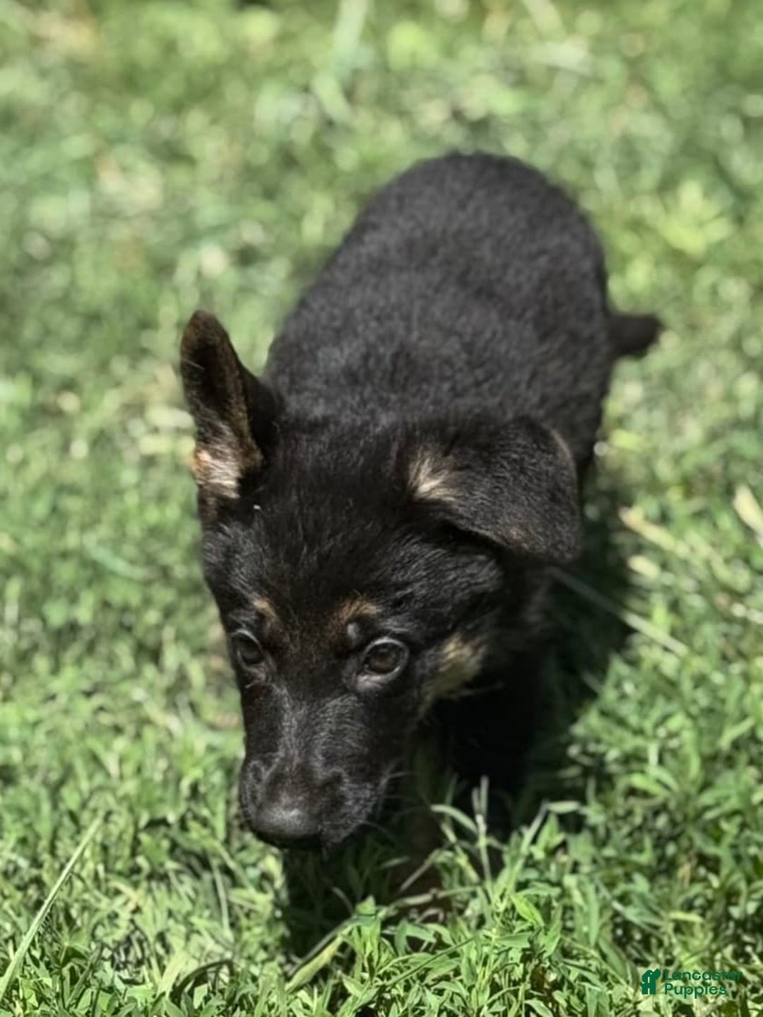 German Shepherd dogs for sale: Lola - Image 4